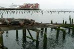 PICTURES/Oregon Coast Road - Astoria/t_Old Pilings4.JPG